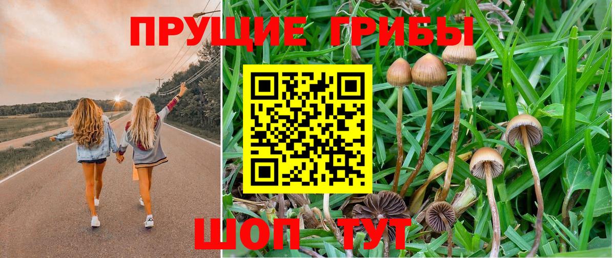 Псилоцибиновые грибы Psilocybine cubensis  Вход с VPN  Можайск  Псилоцибиновые грибы прущие грибы 
